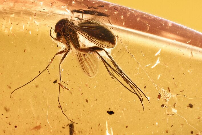 Detailed Fossil Gnat (Mycetophilidae) with Spider Webs in Baltic Amber #328226